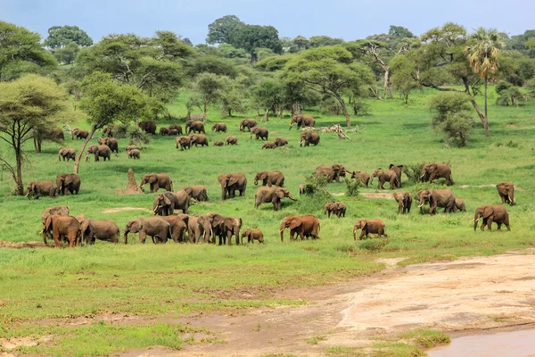 Elefantes Tanzania — Foto de Stock
