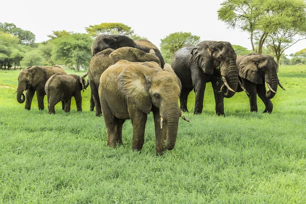 Afrikanska elefanter — Stockfoto