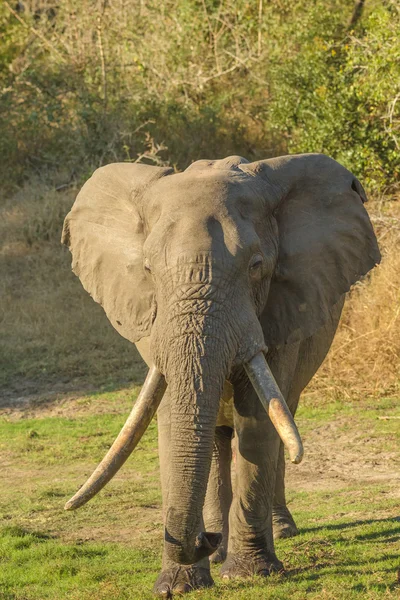 Long tusks Elephant — Stock Photo, Image