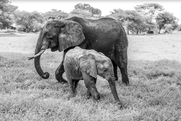 Baby elefant — Stockfoto