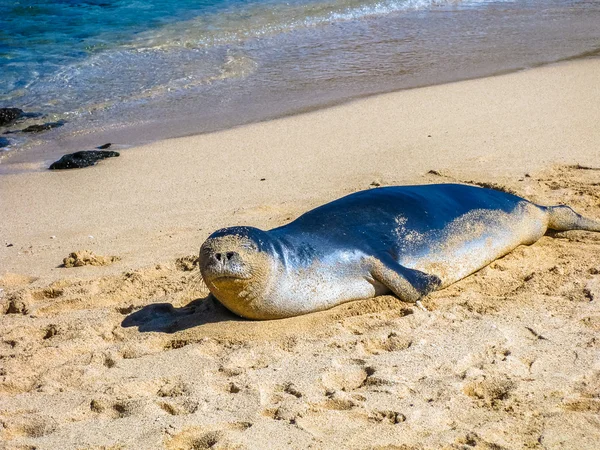 Monk Seal Hawaii — Stock fotografie