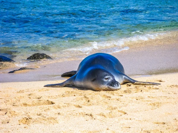 Seal on beach — Stock Photo, Image