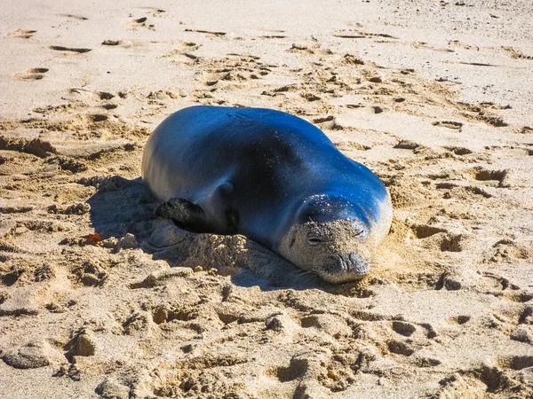 Foca monaca hawaiana — Foto Stock