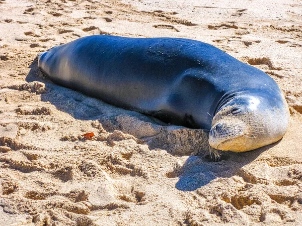 Hawaiianische Robbe — Stockfoto