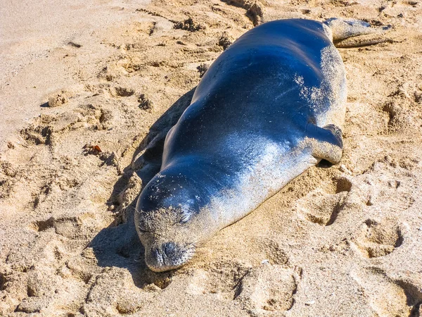 Hawaiian Seal — Stock Photo, Image