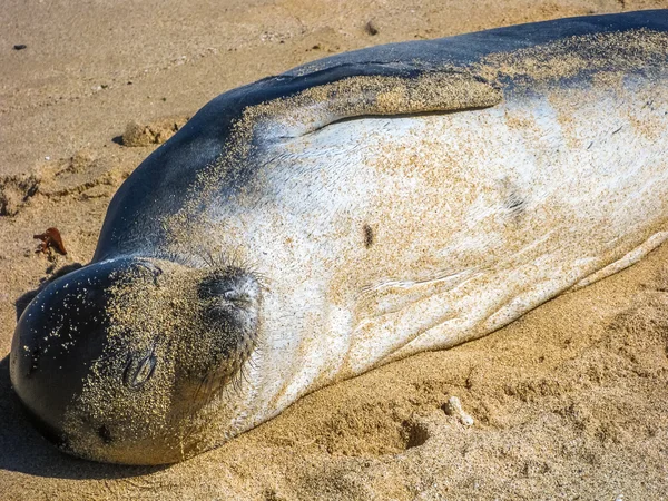 Seal lying — Stock Photo, Image