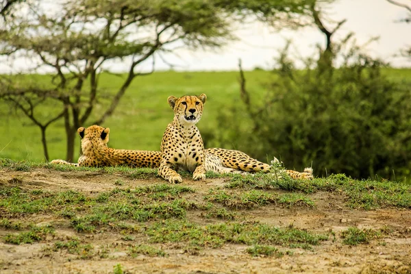 Young cheetahs — Stock Photo, Image