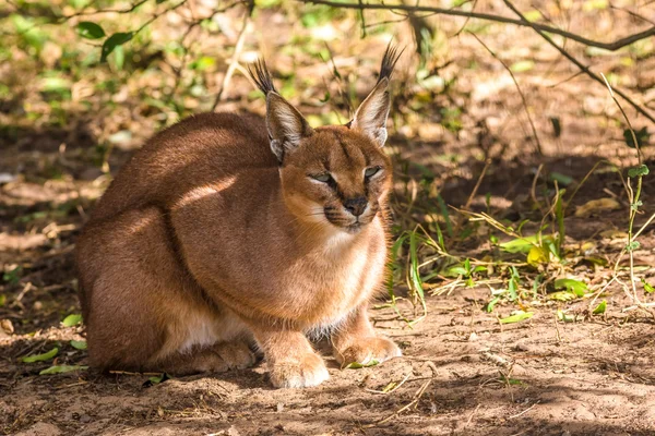 Caracal — Stockfoto