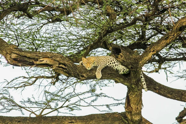 Leopardo dormindo — Fotografia de Stock