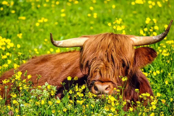 Highland Red Cow — Stock Photo, Image