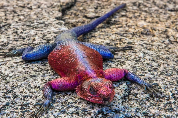 African Agama — Stock Photo, Image