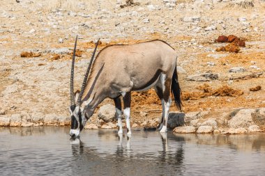 Gemsbok içme 