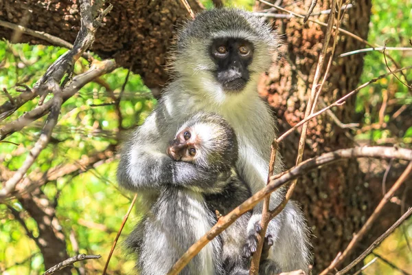 Macaco e bebé — Fotografia de Stock