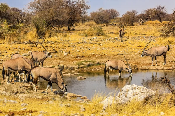 Gemsboks drinking — Stock Photo, Image