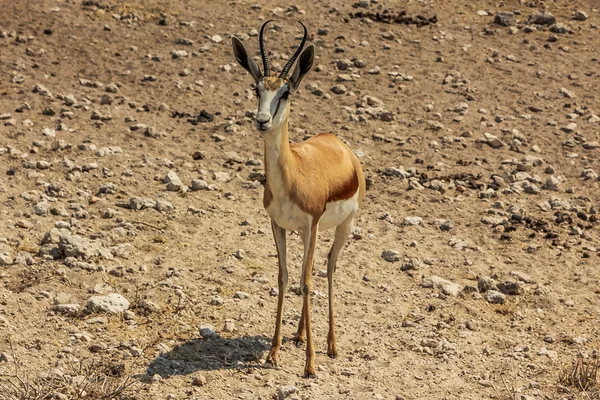 Springbok — Stok fotoğraf