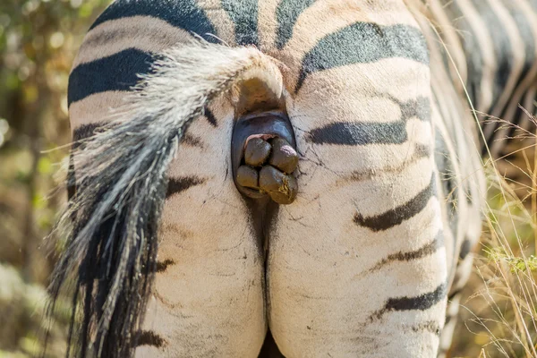 De Zebra-ezel — Stockfoto