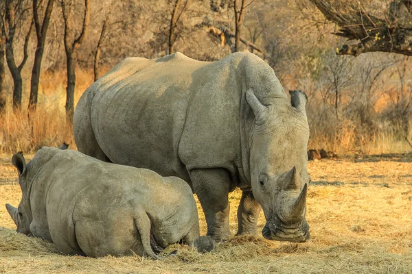 White rhinos — Stock Photo, Image