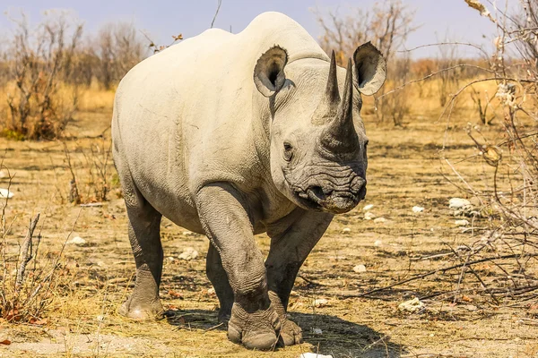 Piccolo rinoceronte nero — Foto Stock