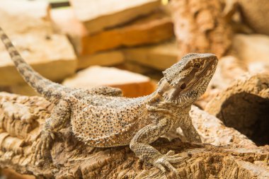 Vitticept Pogona