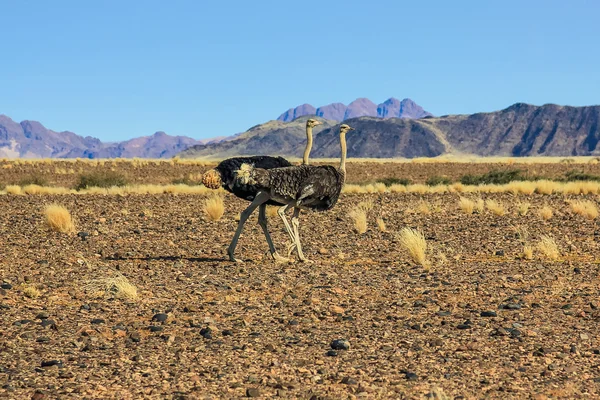 The desert Ostriches — Stock Photo, Image
