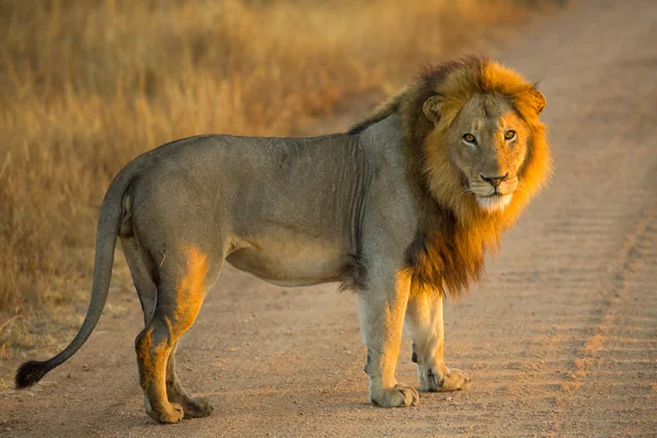 León de pie — Foto de Stock