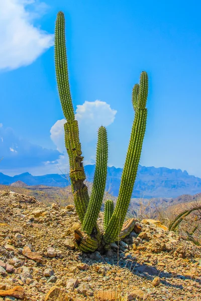 Olifant cactus — Stockfoto