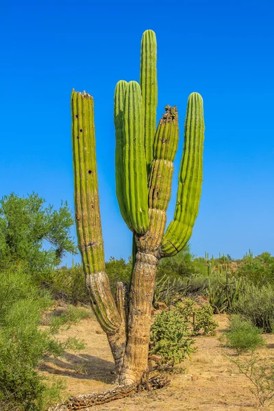 Cardon Cactus — Stockfoto