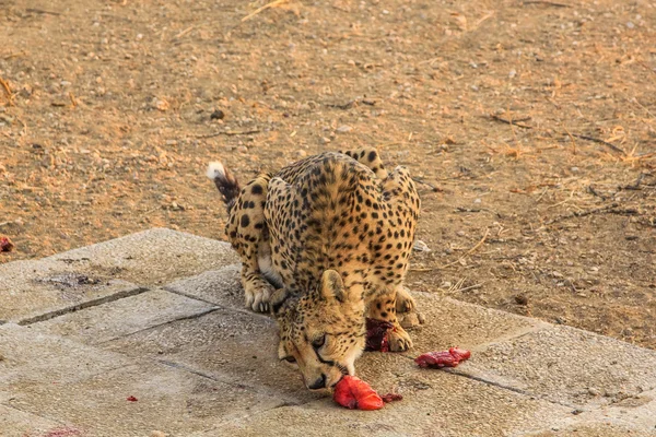 Cheetah mangiare — Foto Stock