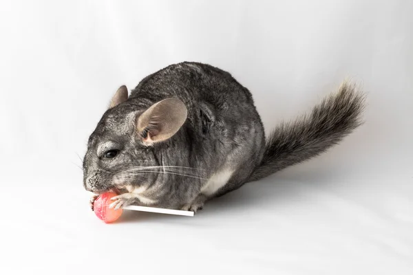 Chinchilla eten een lolly — Stockfoto