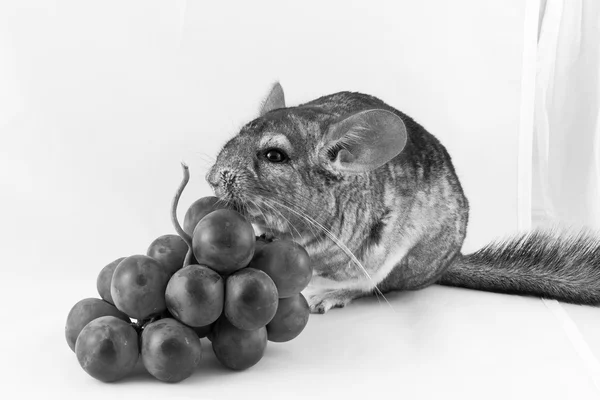 Chinchilla üzümleri yiyor — Stok fotoğraf