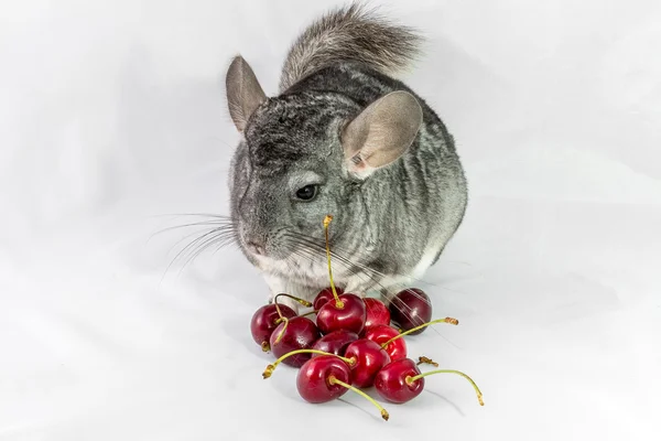 Chinchilla ve kiraz — Stok fotoğraf