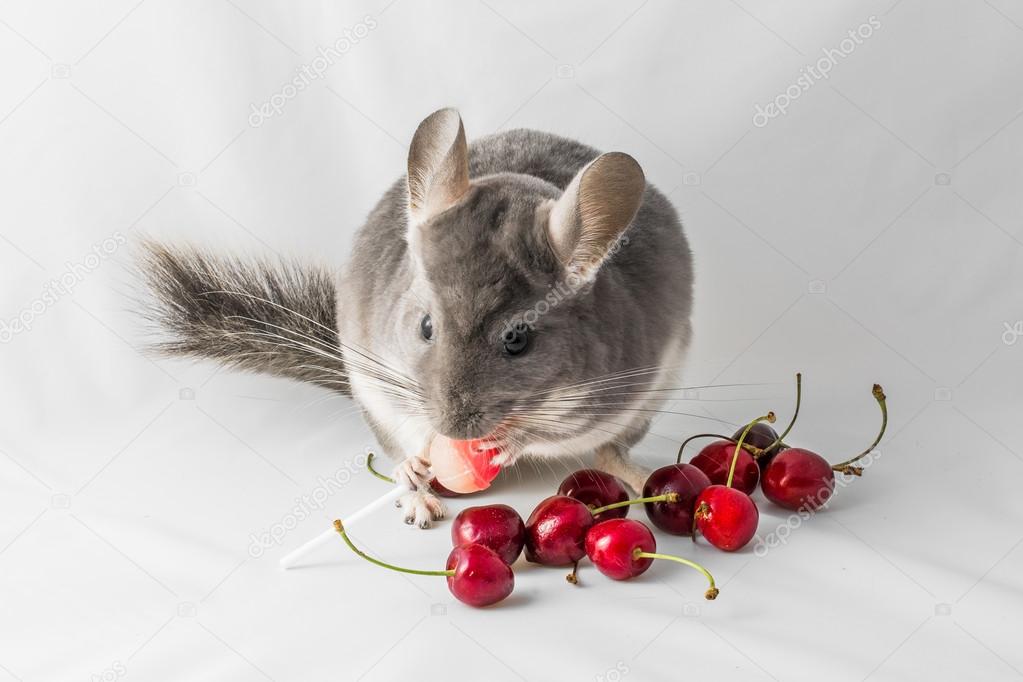 Chinchilla eating red cherries