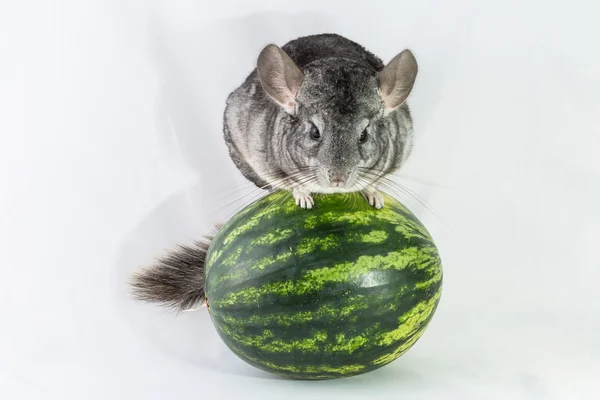 Chinchilla op watermeloen — Stockfoto