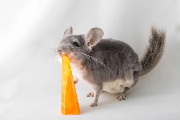 Chinchilla eten popsicle — Stockfoto