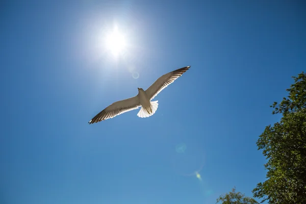 Seagull in vlucht — Stockfoto