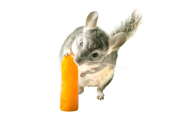 Chinchilla Buz lolly — Stok fotoğraf