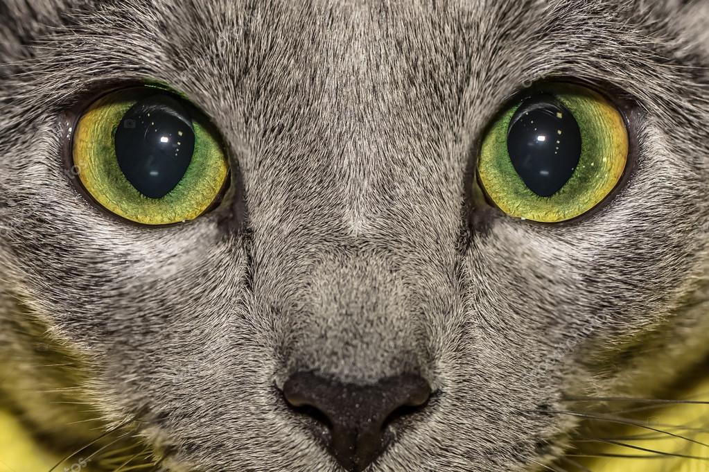 Occhi Di Gatto Foto Stock Bennymarty 79754358