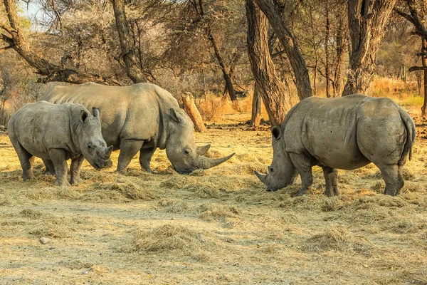 White rhinos — Stock Photo, Image