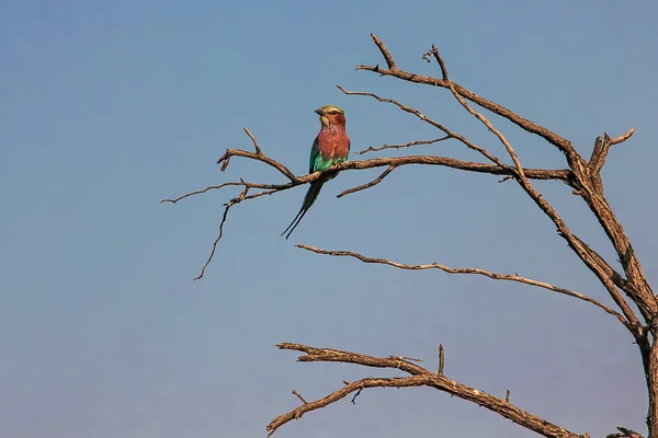 Roter Vogel — Stockfoto