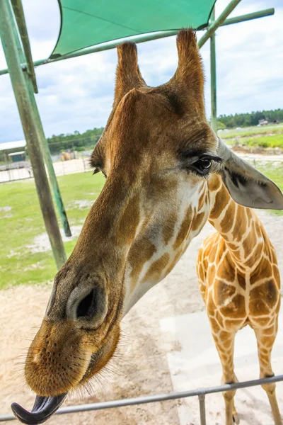 Giraffe selfie — Stock Photo, Image