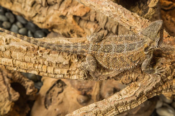 Pogona Vitticept Ordförande — Stockfoto