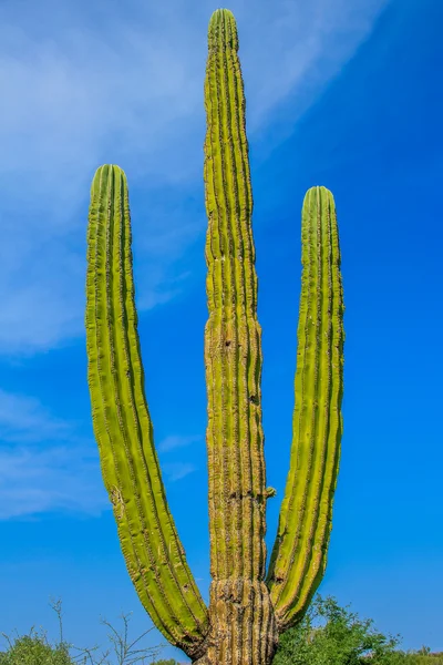 Mexicaanse cactus — Stockfoto