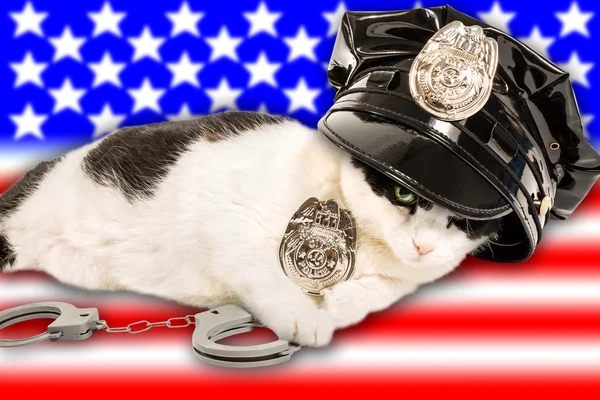 Gatto poliziotto americano — Foto Stock