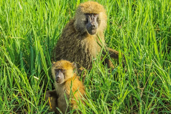 Małpa z baby — Zdjęcie stockowe