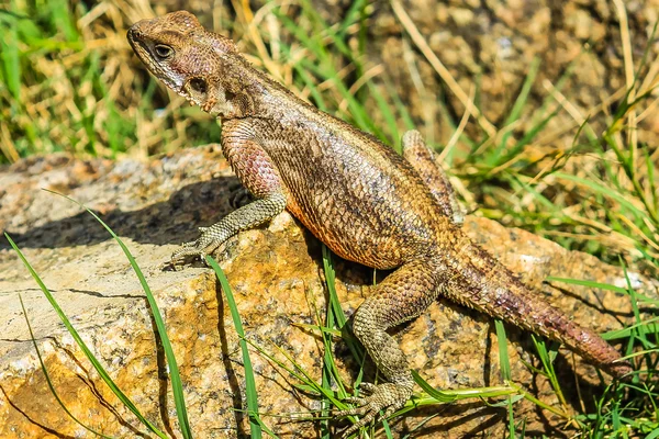 African lizard — Stock Photo, Image