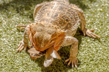 Pogona yeme böceği