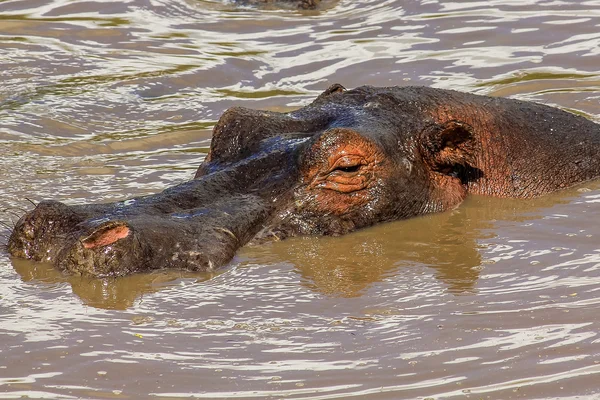 Hipopótamo no rio — Fotografia de Stock