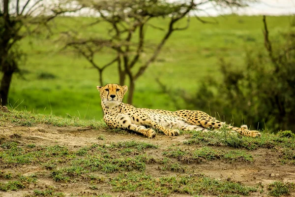 Serengeti Cheetah — Zdjęcie stockowe