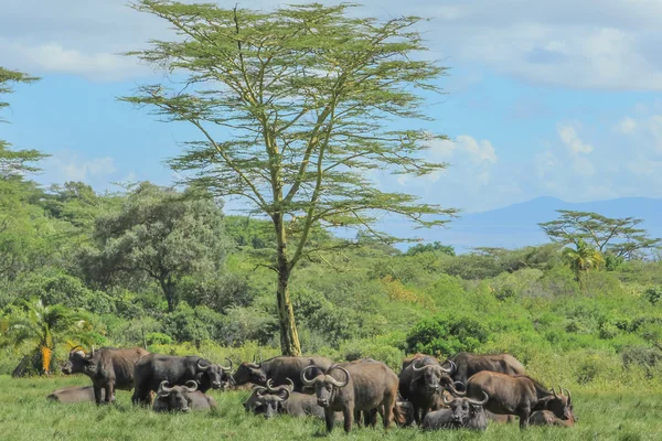 Группа буйволов — стоковое фото