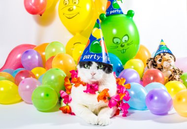 Balonlu Kedi